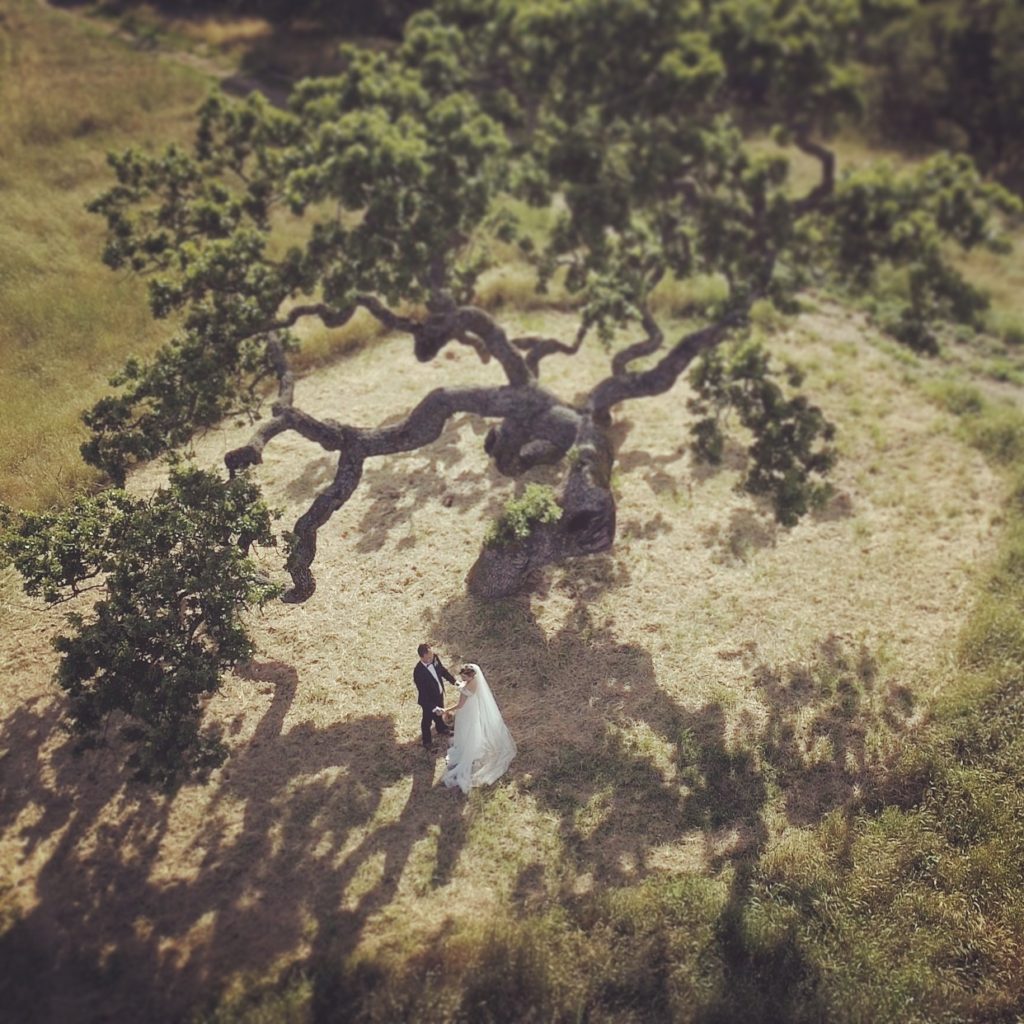 Aerial shot of Homan Ranch Oak Tree